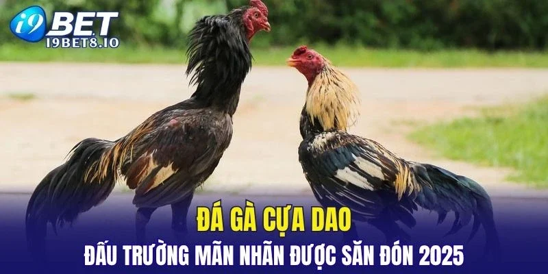 Đá Gà Cựa Dao