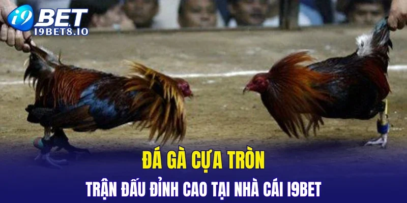 Đá Gà Cựa Tròn